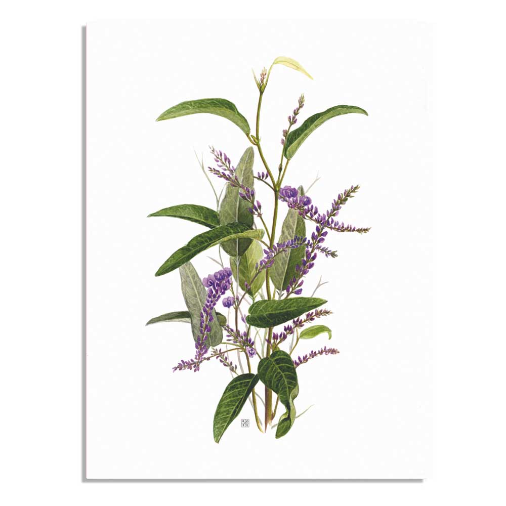 Purple coral pea A5 Australian native flora card  on white background