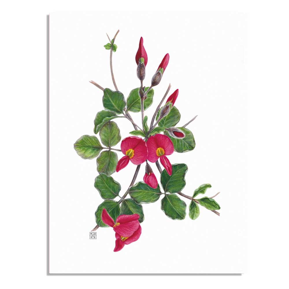 Running postman A5 Australian native flora card  on white background