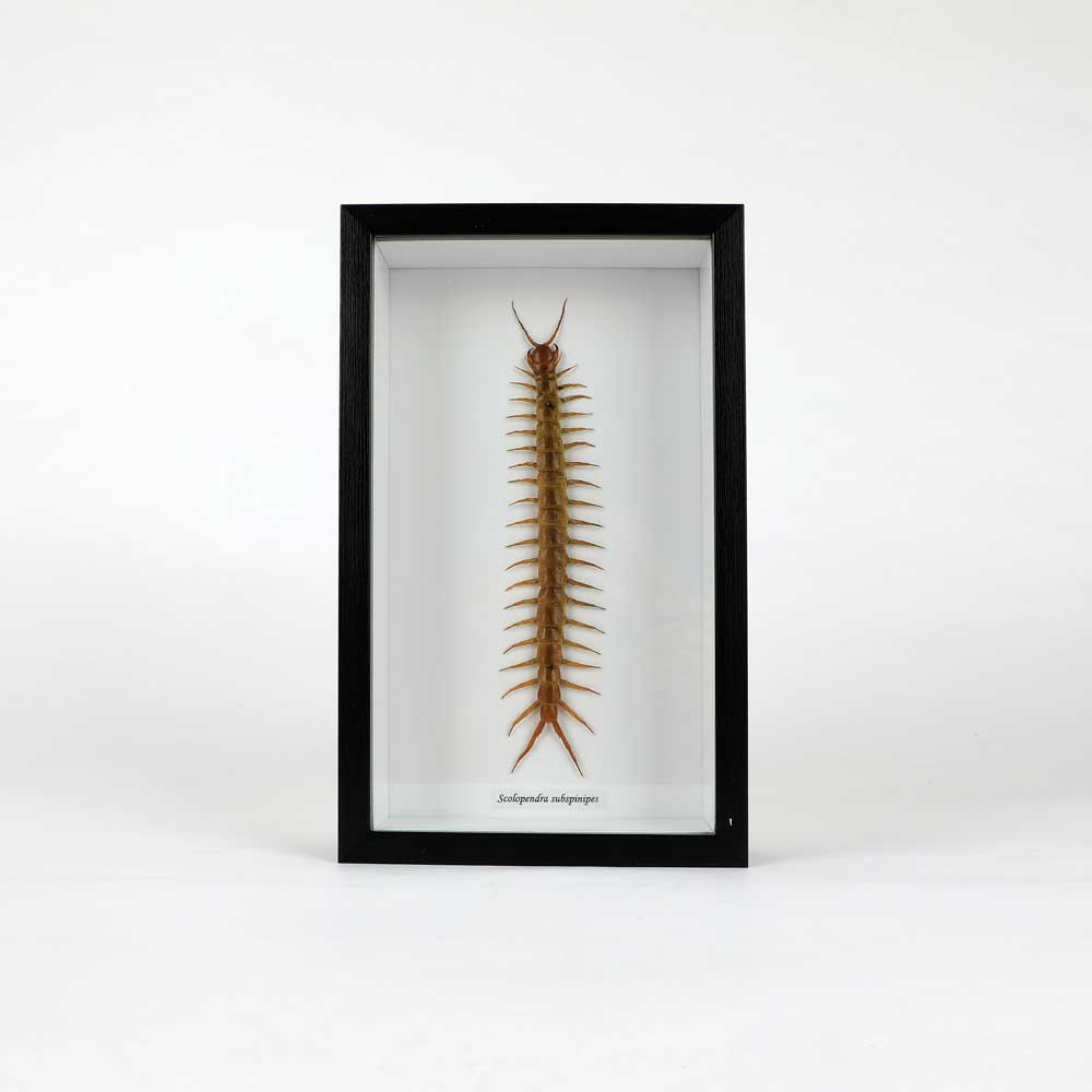 Scolopendra gigantea Papilio Ulysses Framed specimen on white background