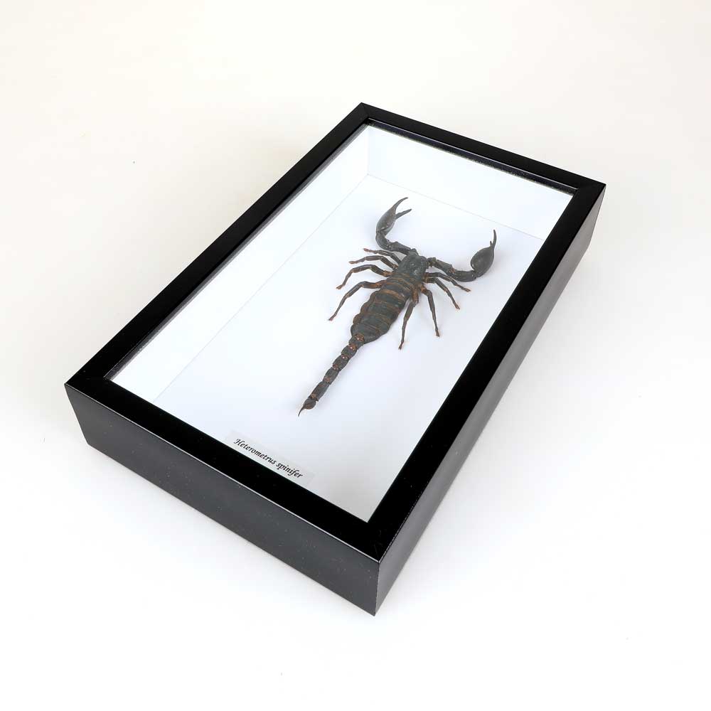 Scorpion extra large framed specimen on white background. Australian Museum Shop online