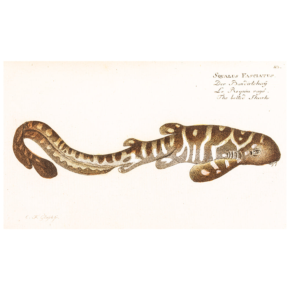 Squalus fasciatus - Print from Allgemeine Naturgeschichte der Fische, photographed on white background for the Australian Museum shop online