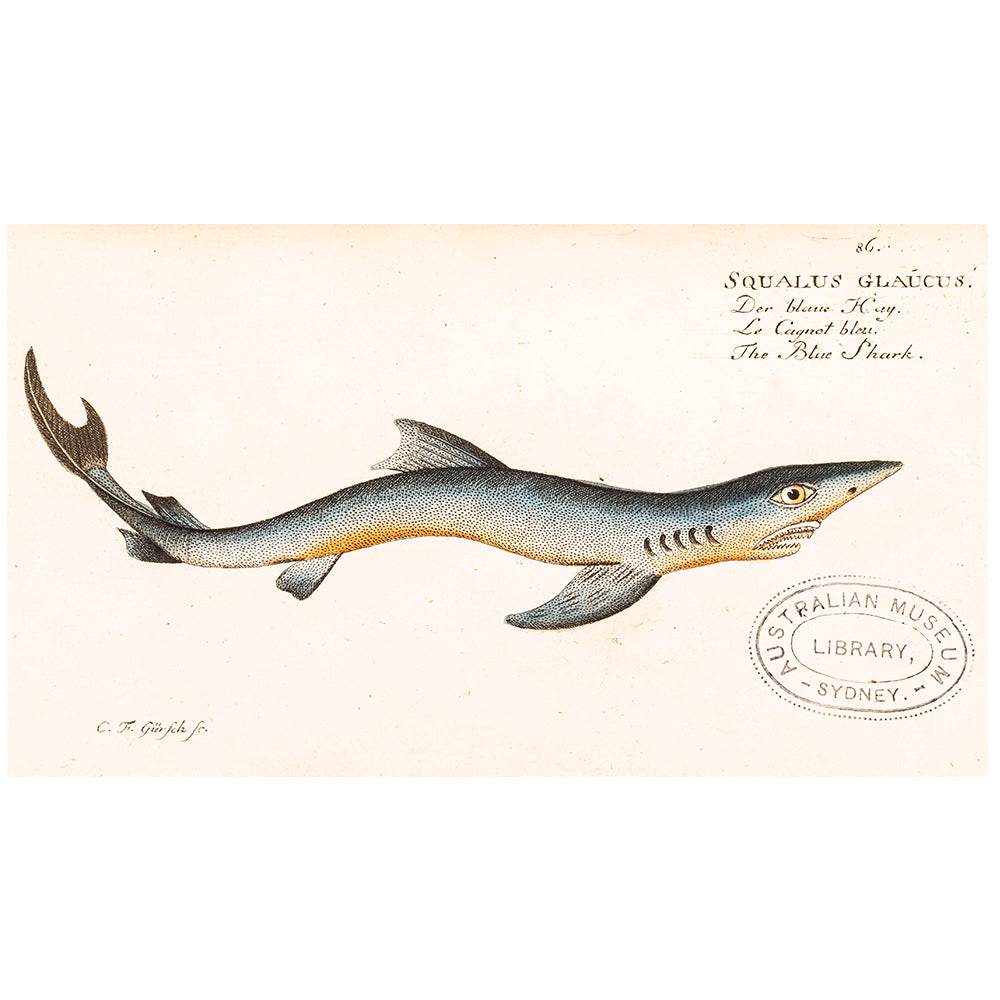 Squalus glaucus, the blue shark Print from Allgemeine Naturgeschichte der Fische, photographed on white background for the Australian Museum shop online