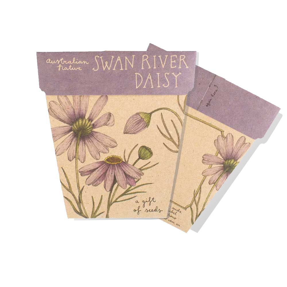 Swan River Daisy seeds kit on white background. Australian Museum Shop online