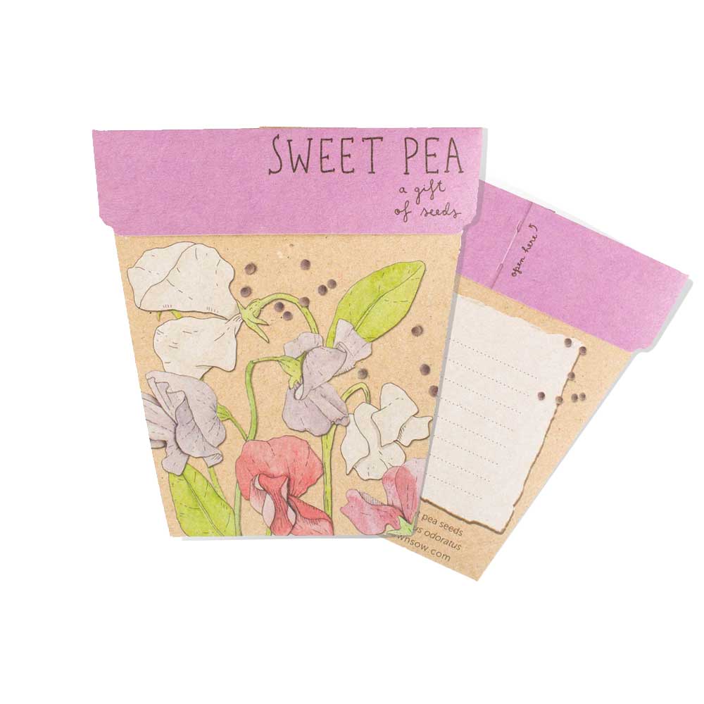 Sweet Pea seeds kit on white background. Australian Museum Shop online