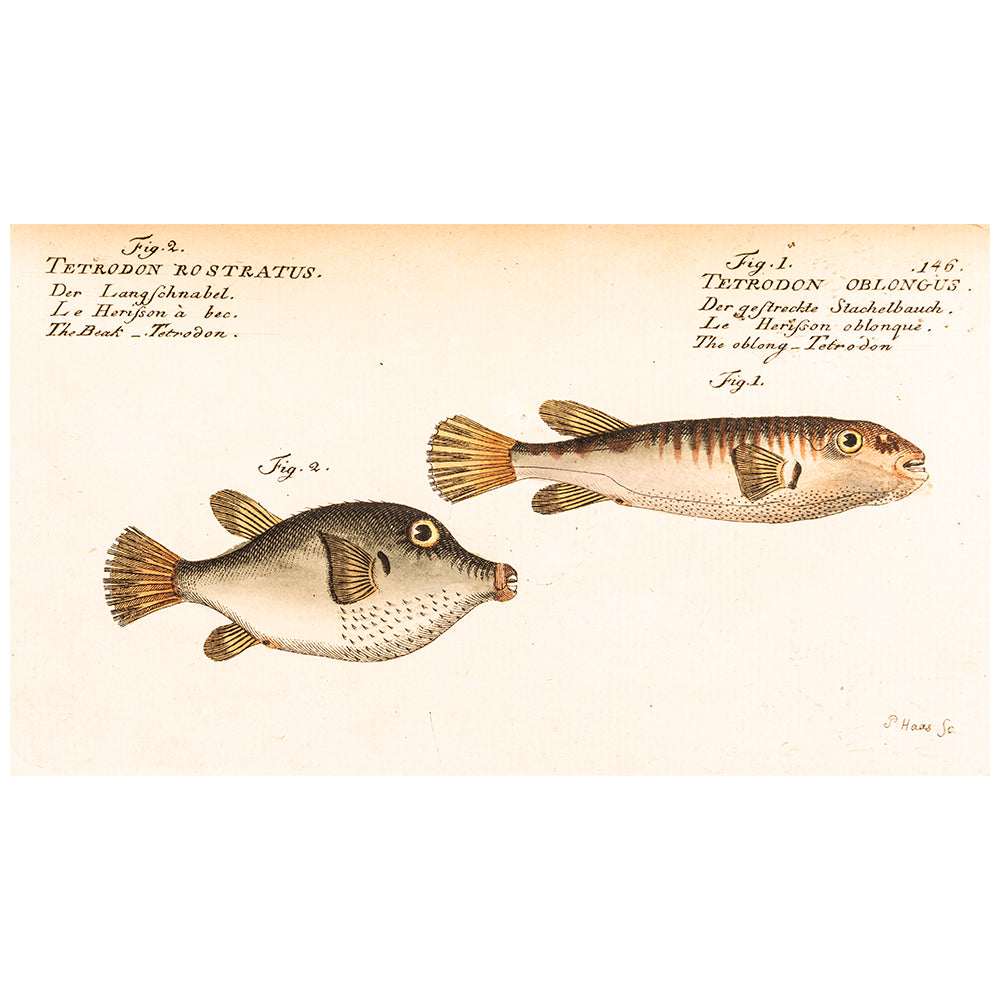 Tetrodon Rostratus and Oblongus - Print from Allgemeine Naturgeschichte der Fische, photographed on white background for the Australian Museum shop online