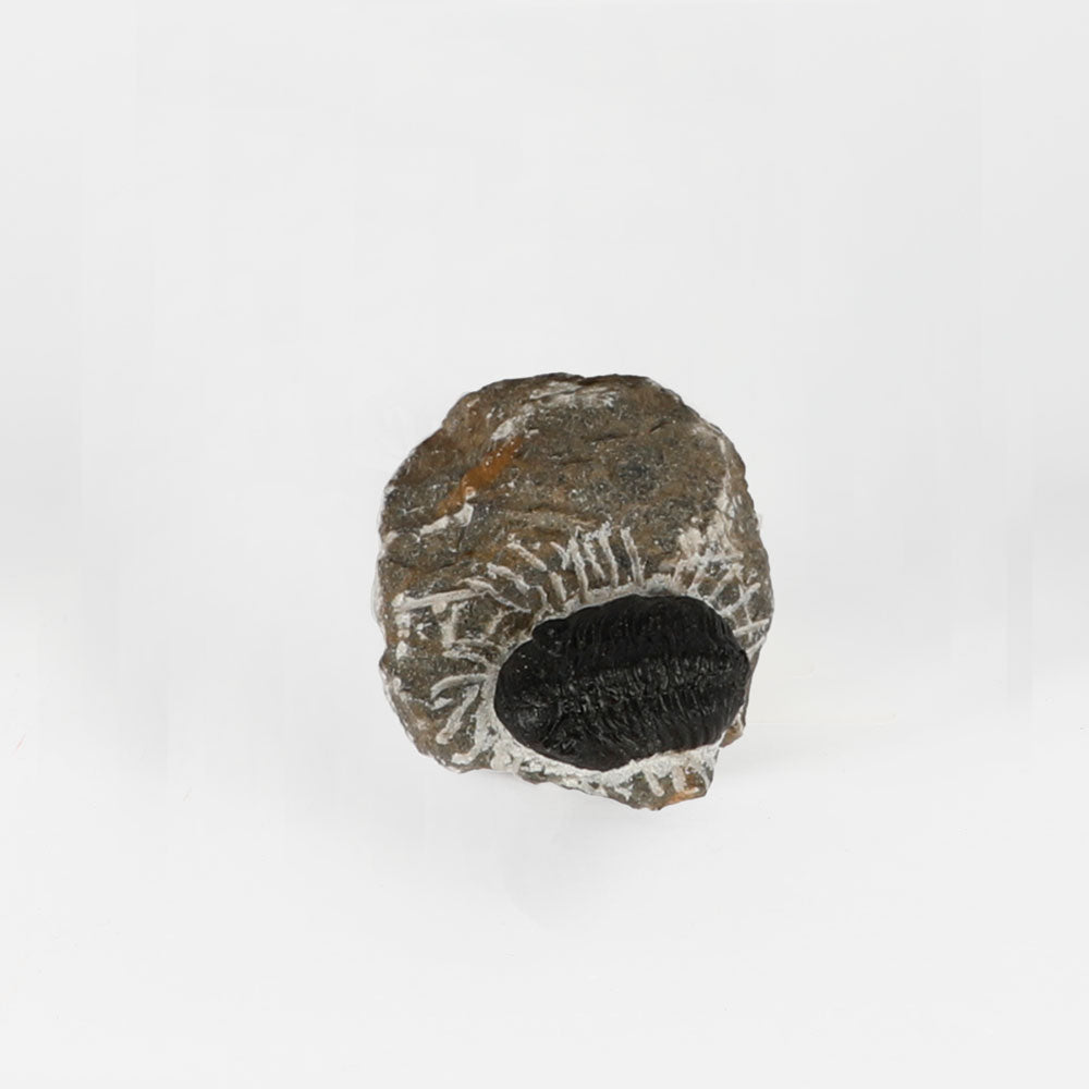 Fossilized trilobite embedded in a rock on a white background