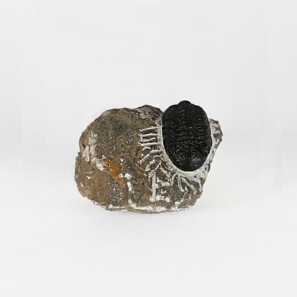 Fossilized trilobite embedded in a rock on a white background