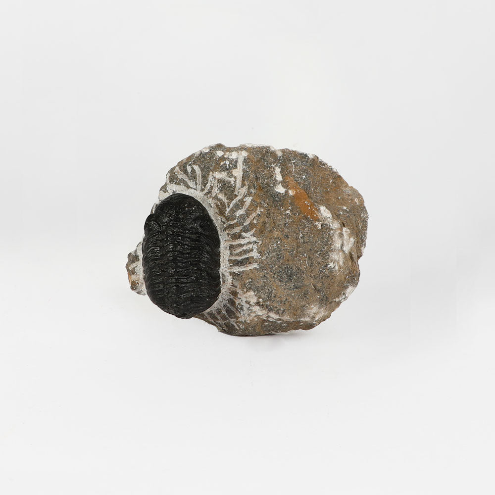 Fossilized trilobite embedded in a rock on a white background