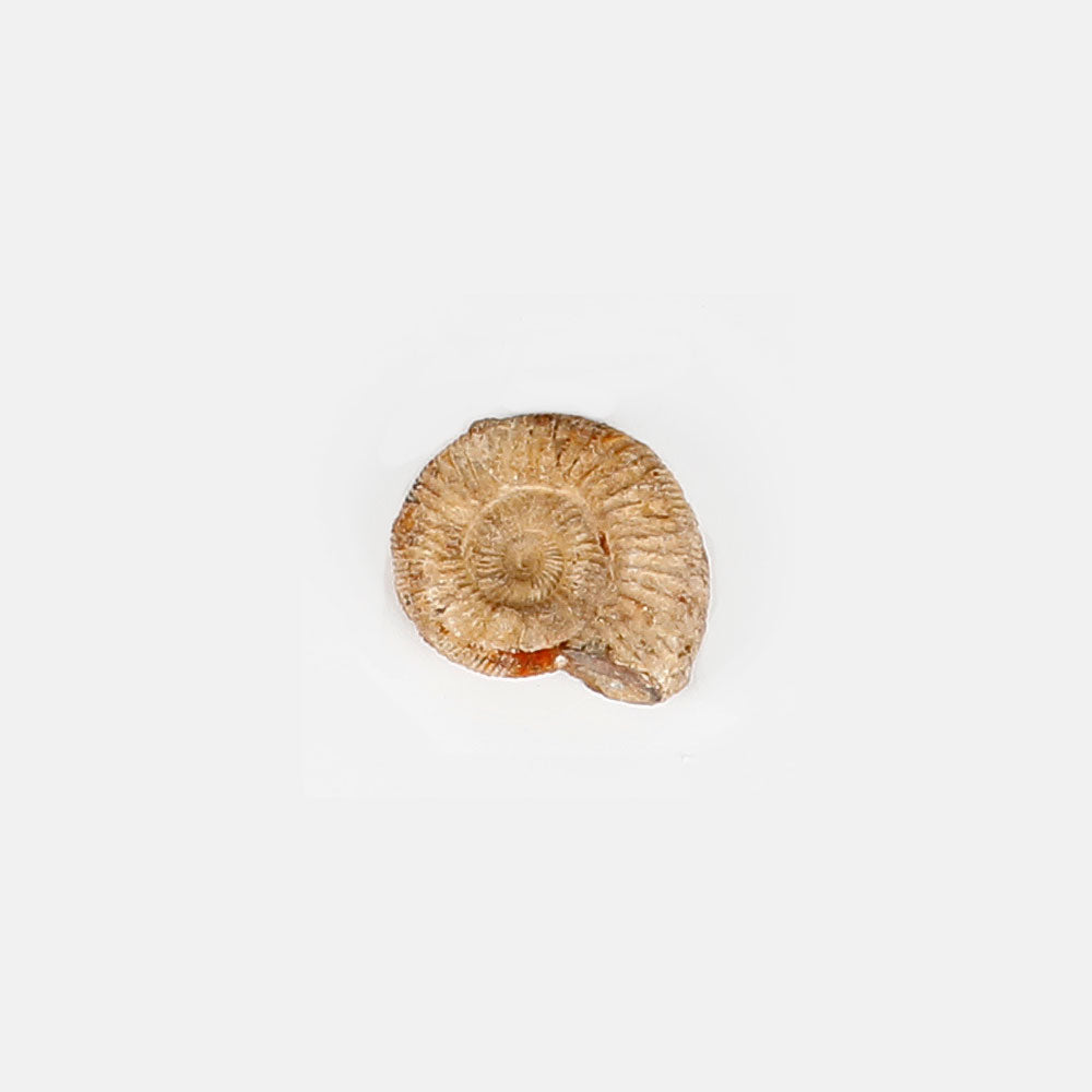 White ammonite genuine fossil specimen on white background