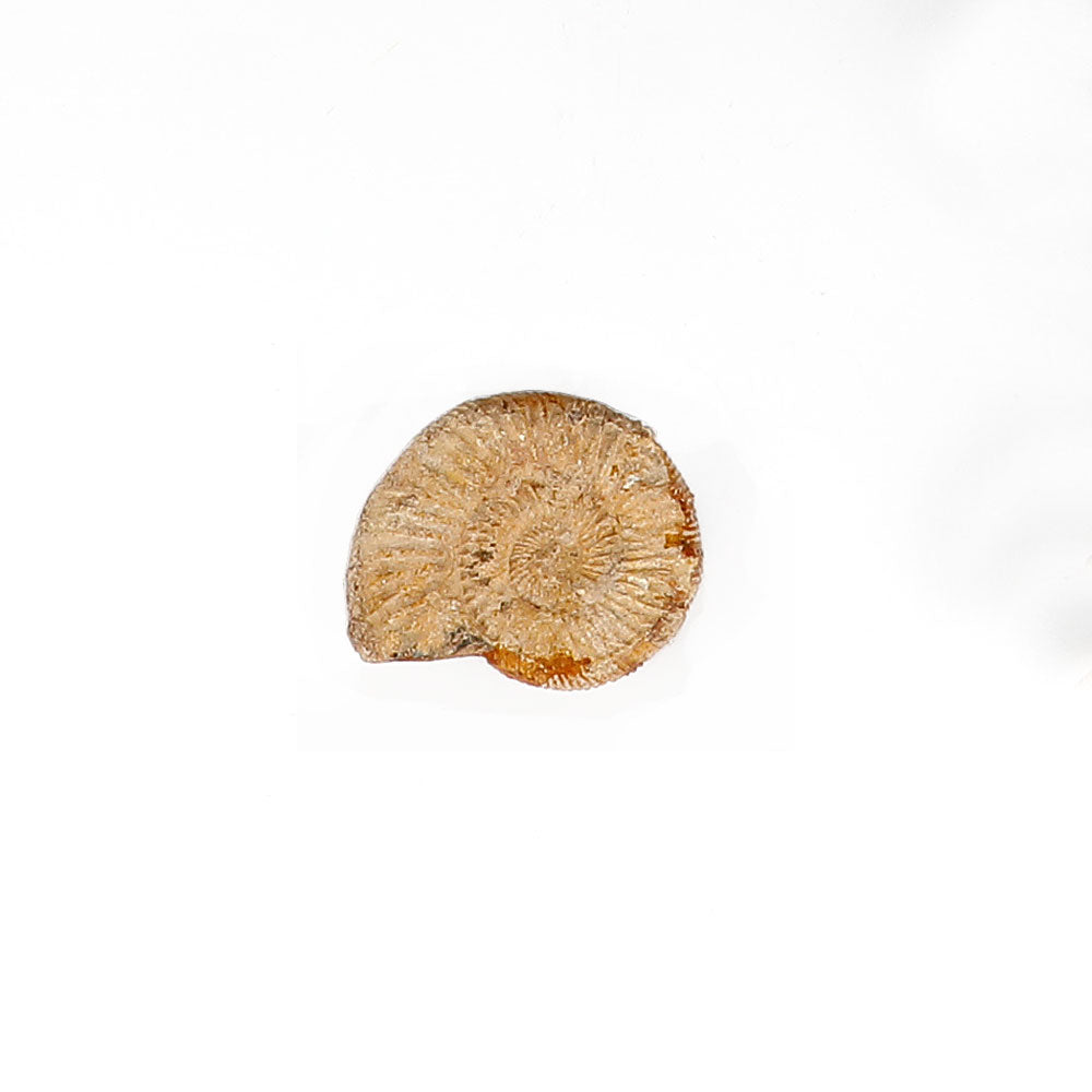 White ammonite genuine fossil specimen on white background