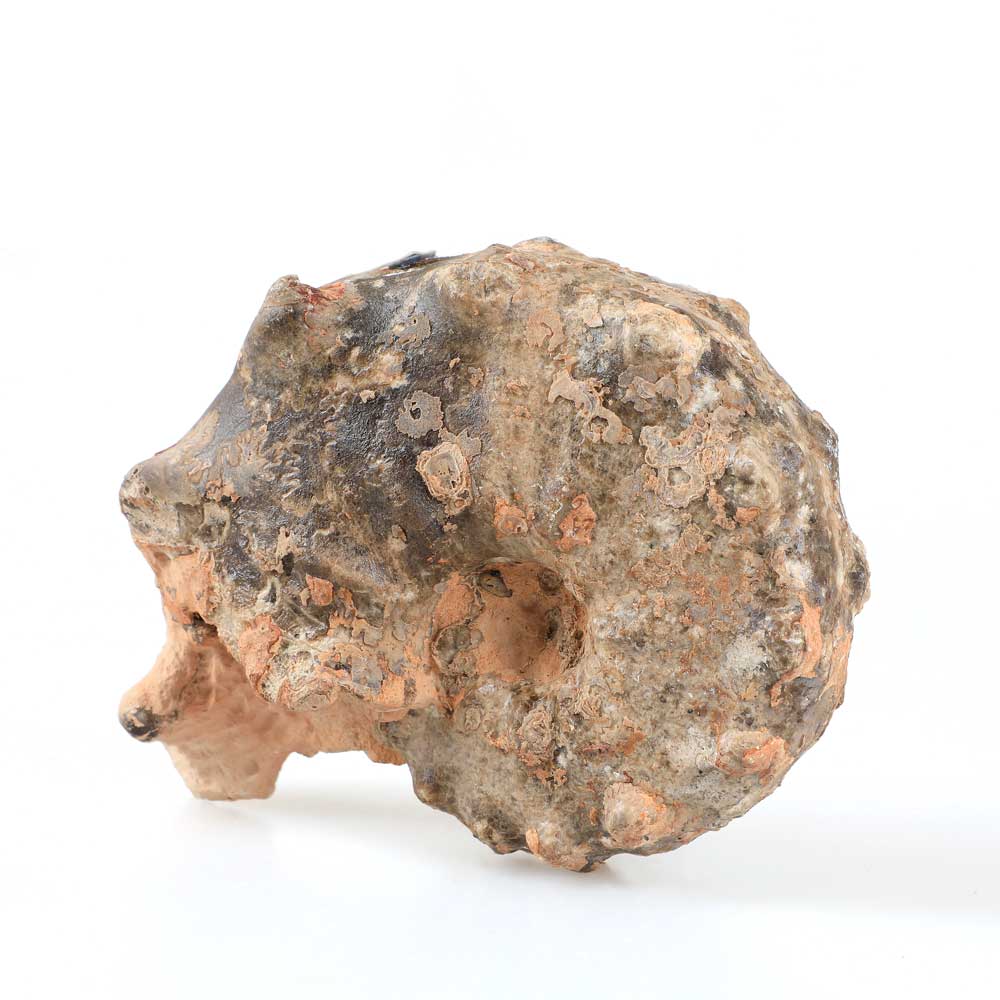 Ammonite Mammites specimen Australian Museum Shop online
