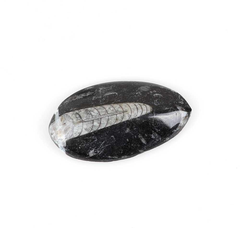 Polished chambered nautiloid, Orthoceras sp. in black marble, Australian Museum Shop Online