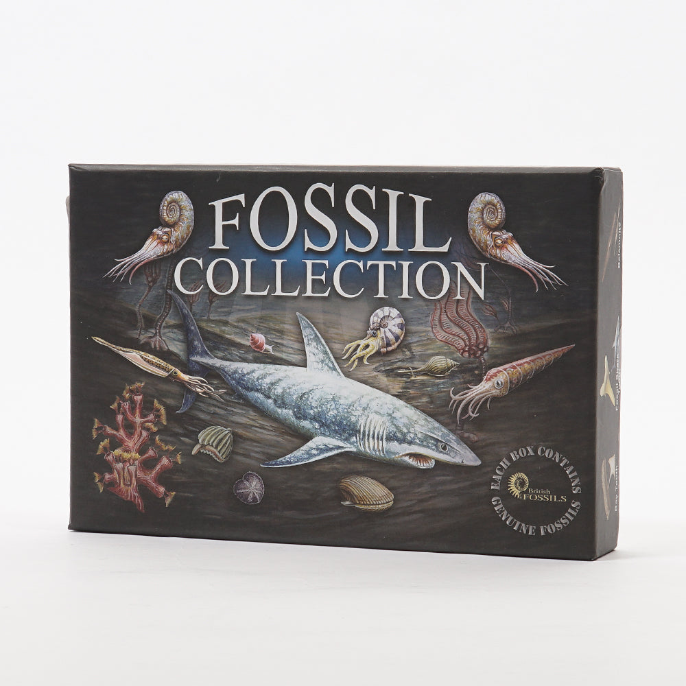 Fossil Box Set Fossil Collection Kit – Australian Museum Shop