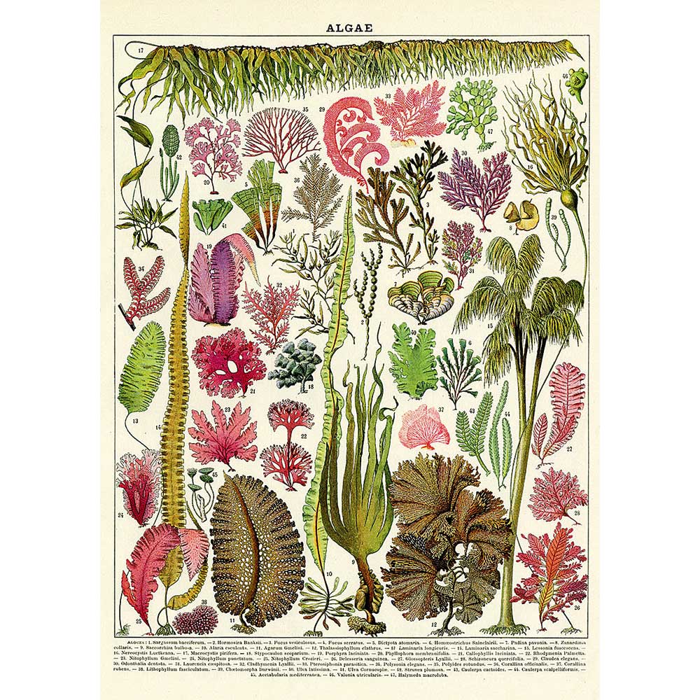 Microalgae Poster Algae Poster/Gift Wrap – Australian Museum Shop