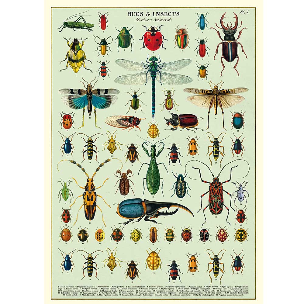 Bugs & Insects Poster/Gift Wrap – Australian Museum Shop