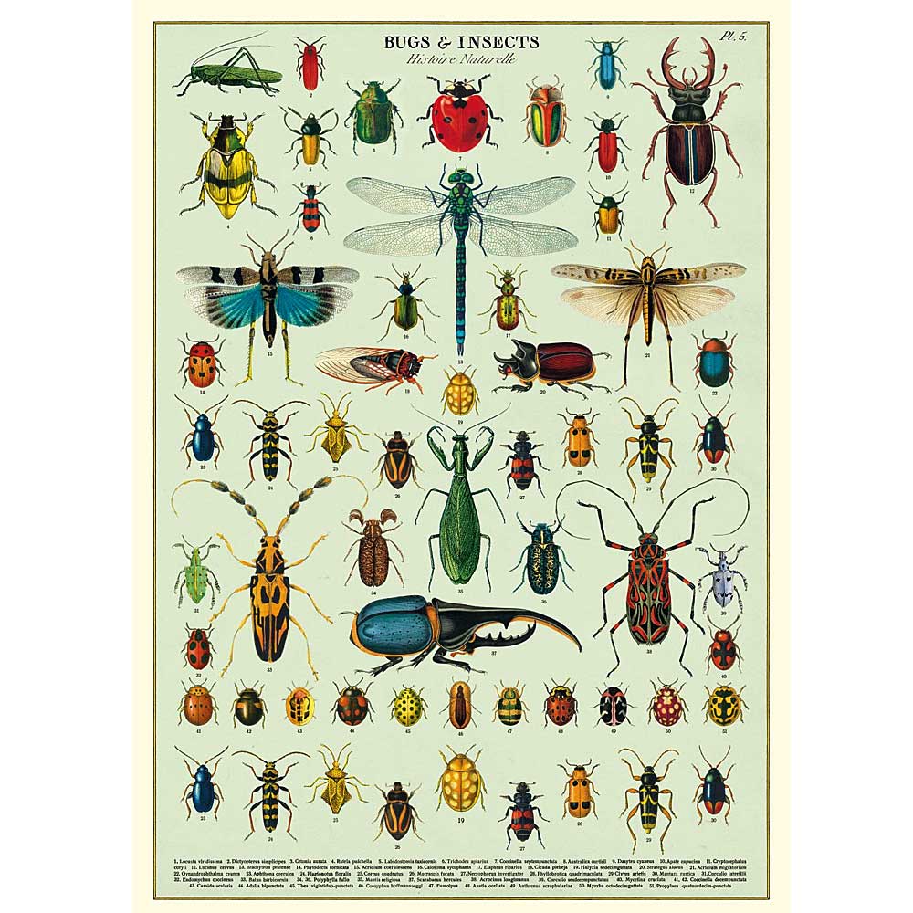 Bugs and insects vintage artwork poster or gift wrap Australian museum shop online