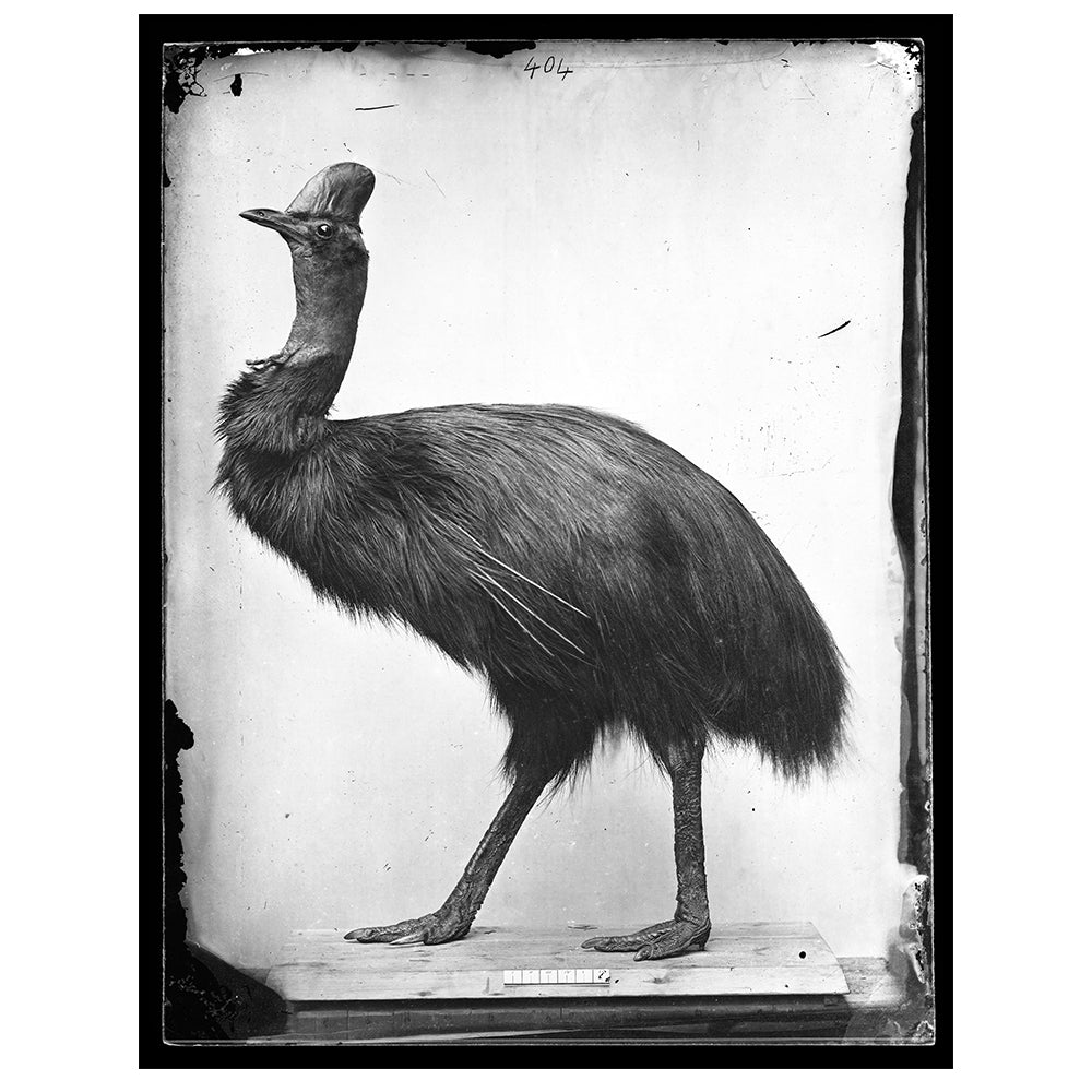 Capturing Nature Cassowary print. Photographs from the Australian Museum Collection. 