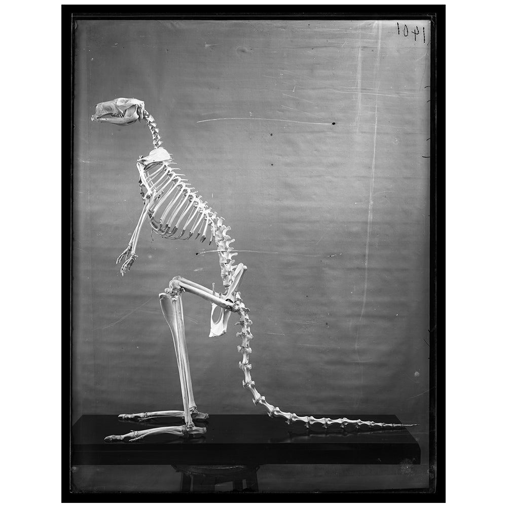 Red Kangaroo skeleton Capturing Nature series Australian Museum Shop Online