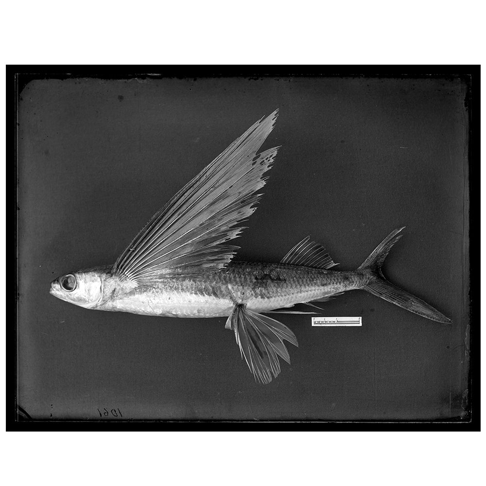 Tall Fin Flying Fish Capturing Nature series Australian Museum Shop Online