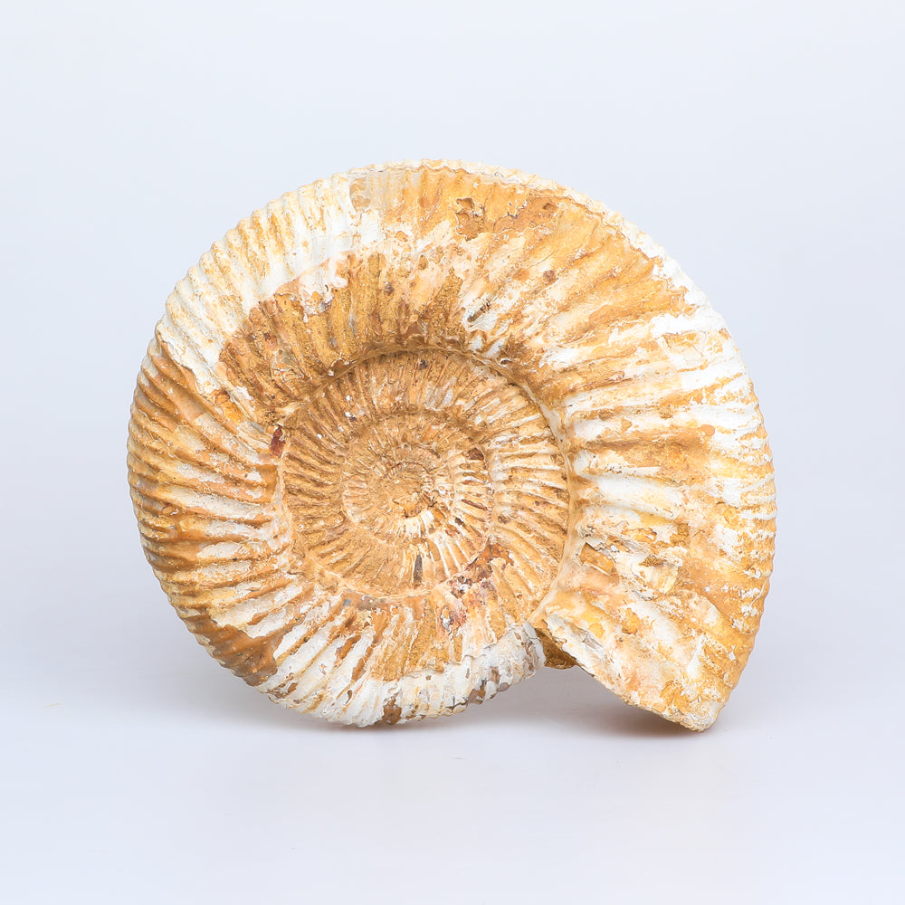 Ammonite fossilised specimen. Australian museum shop online
