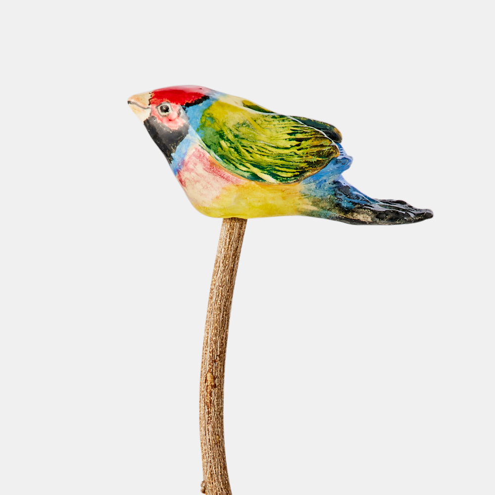 Gouldian Finch bird ceramic, Australian museum shop online