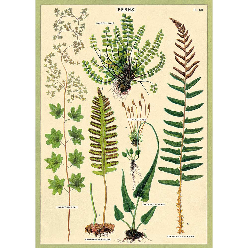 Ferns botanical illustration poster or gift wrap Australian Museum shop online