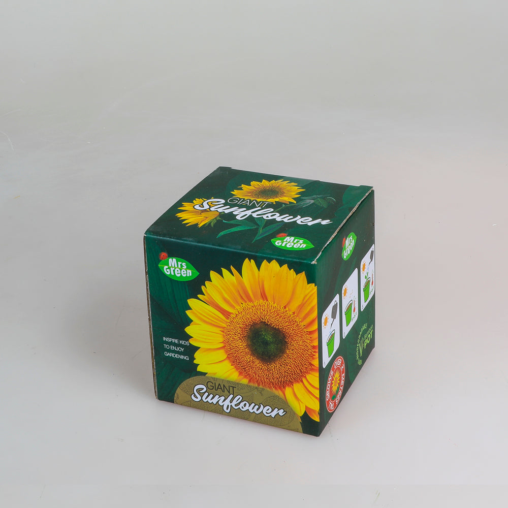Mrs Green giant sunflower grow kit on white background
