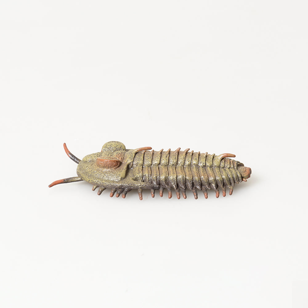 Redlichia Rex Trilobite model Australian museum shop online