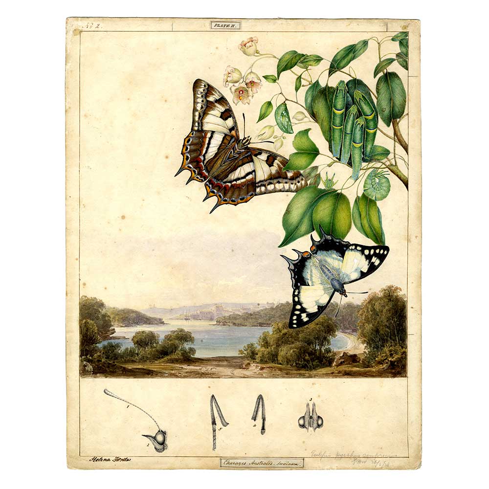 Charaxes sempronius (Tailed Emperor Butterfly) - Scott Sisters Print