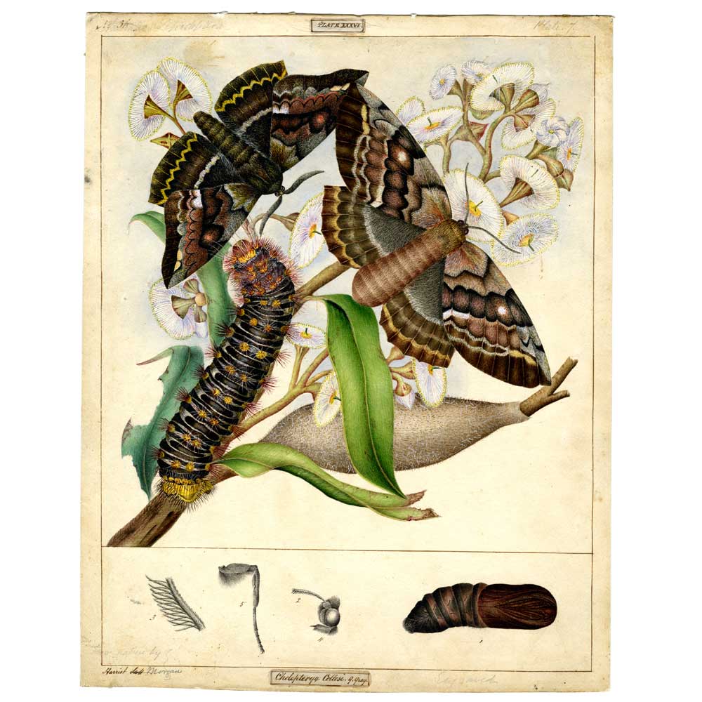 Chelepteryx collesi (White-stemmed Gum Moth) - Scott Sisters Print