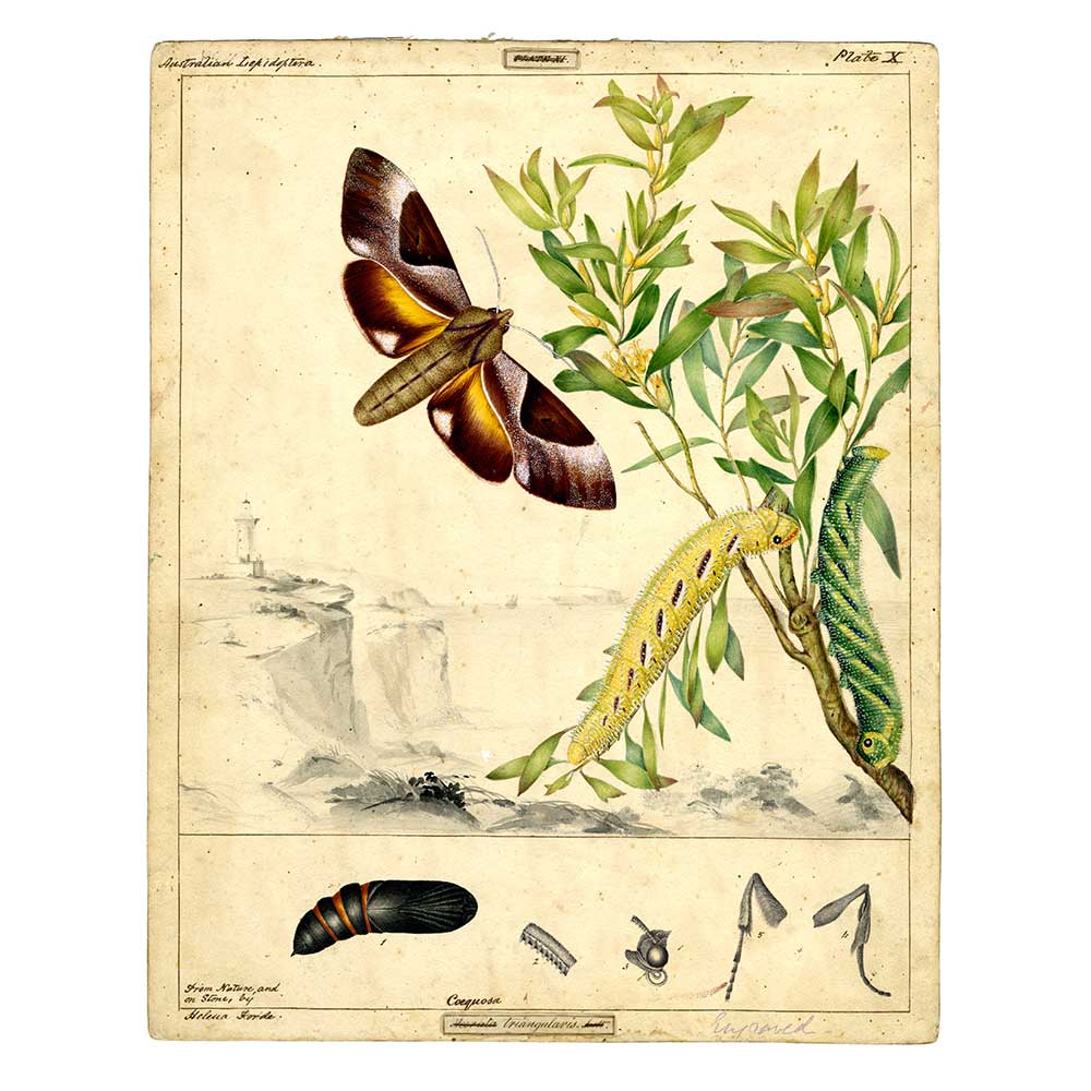 Coequosa triangularis (Double Headed Hawk Moth) - Scott Sisters Print
