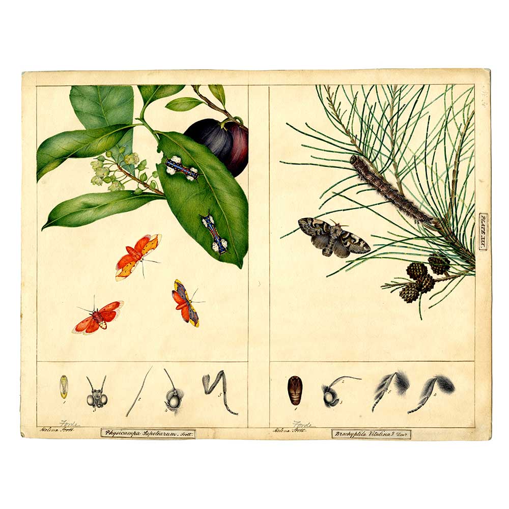 Eustixis sapotearum (Lacturid Moth) and Porela vitulina (Lasiocampid Moth) - Scott Sisters Print