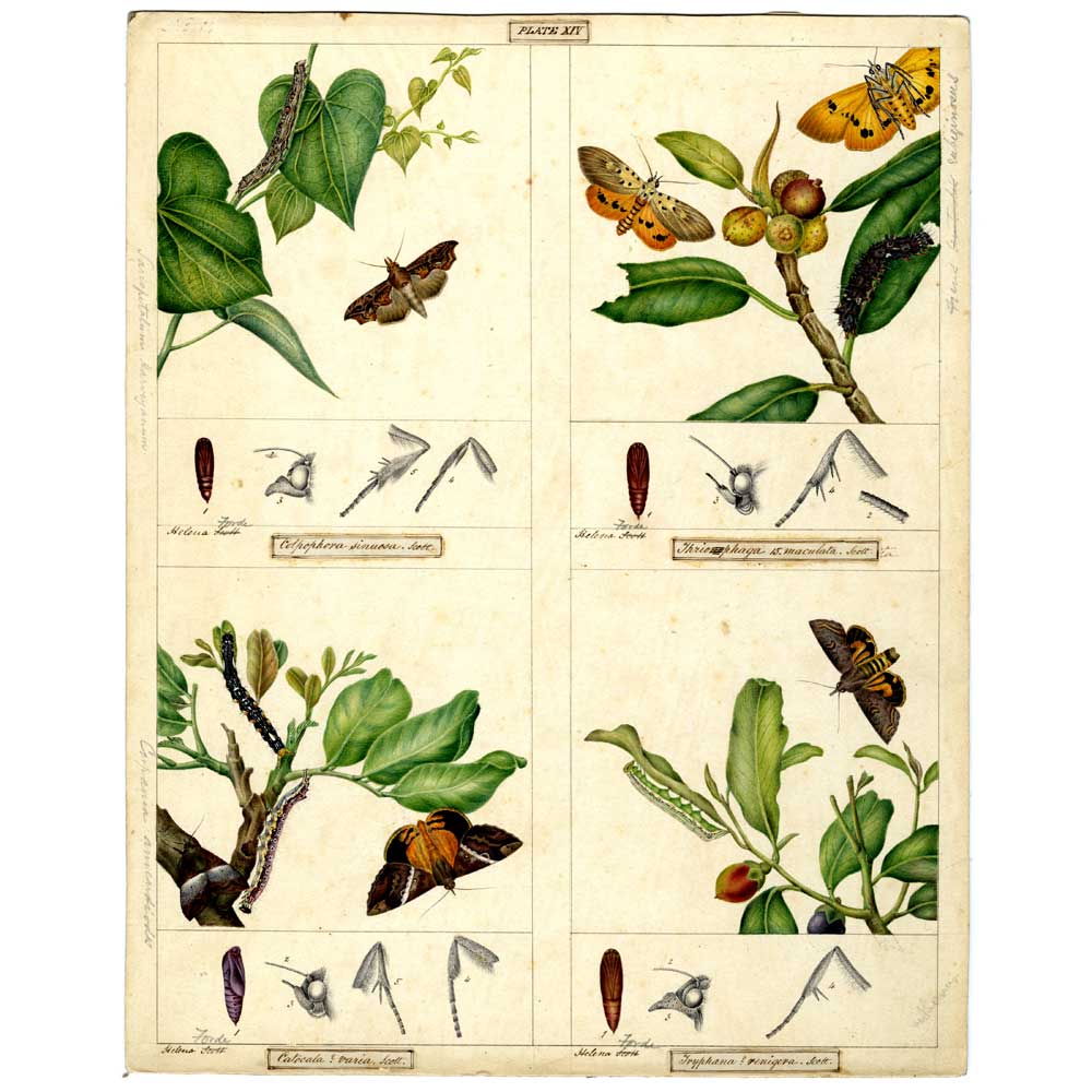 Arctiidae and Noctuidae moths Scott Sisters print. Australian Museum shop online