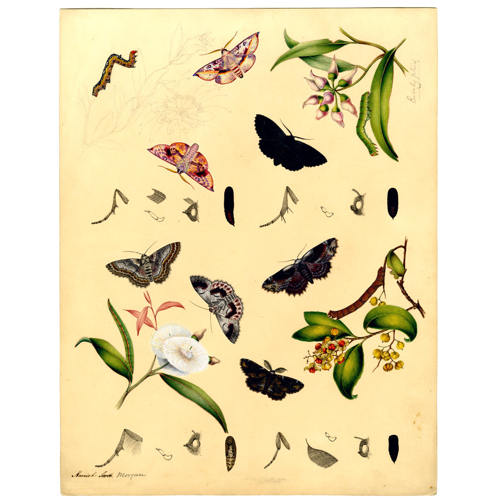 Oenochrama vinaria and other moths in the Geometridae family - Scott Sisters Print