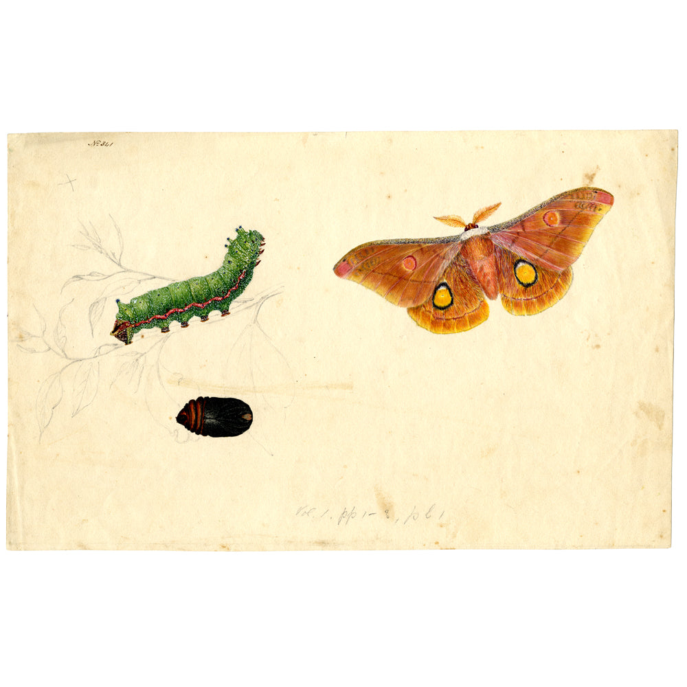 Opodiphthera helena (Helena Emperor Moth) - Scott Sisters Print