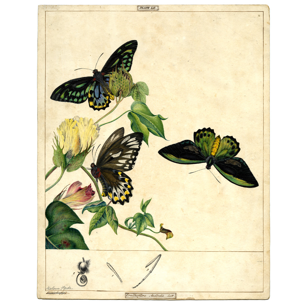 Richmond Birdwing Butterfly. Ornithoptera richmondia. Illustration by Scott Sisters