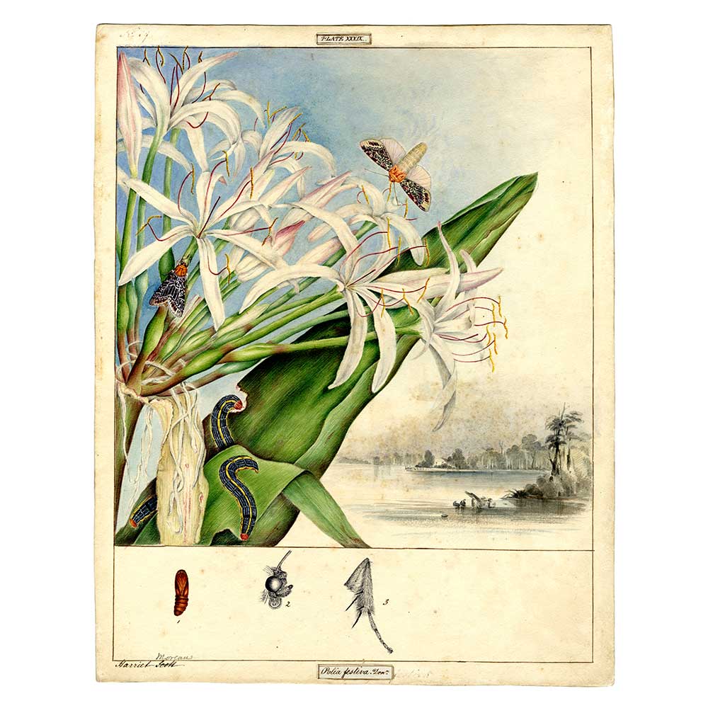 Lily Caterpillar Spodoptera Pict. Illustration by the Scott Sisters. Australian Museum shop online