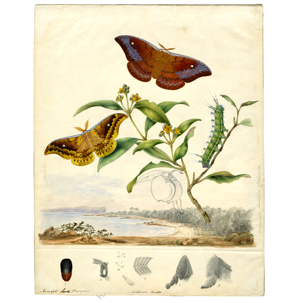 Emperor Moth Syntherata janetta illustration by the Scott Sisters