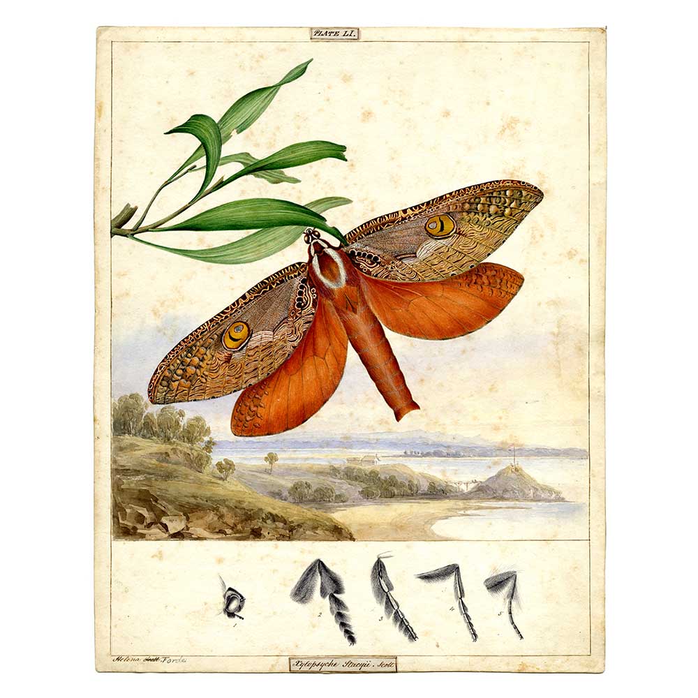 Bent wing swift moth illustration Scott Sisters