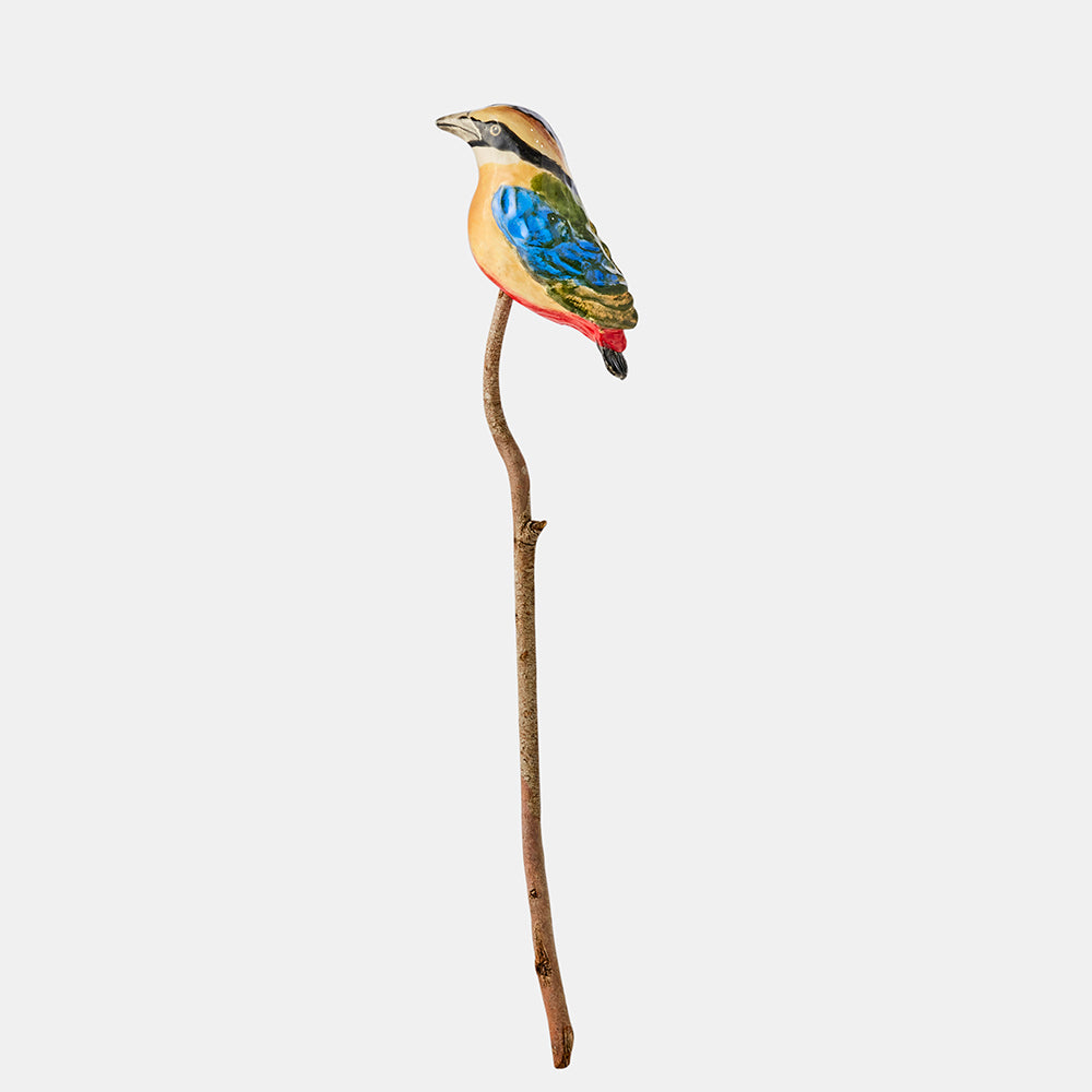 Blue winged pitta ceramic ornament. Australian Museum Shop online
